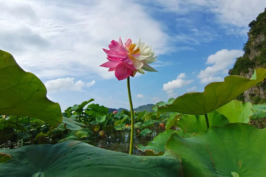 ▷ A Lotus Flower just Rose From Under Water by Zhize Lv, 2022
