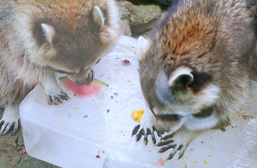 Animals in Tianjin Zoo find ways to beat summer heat