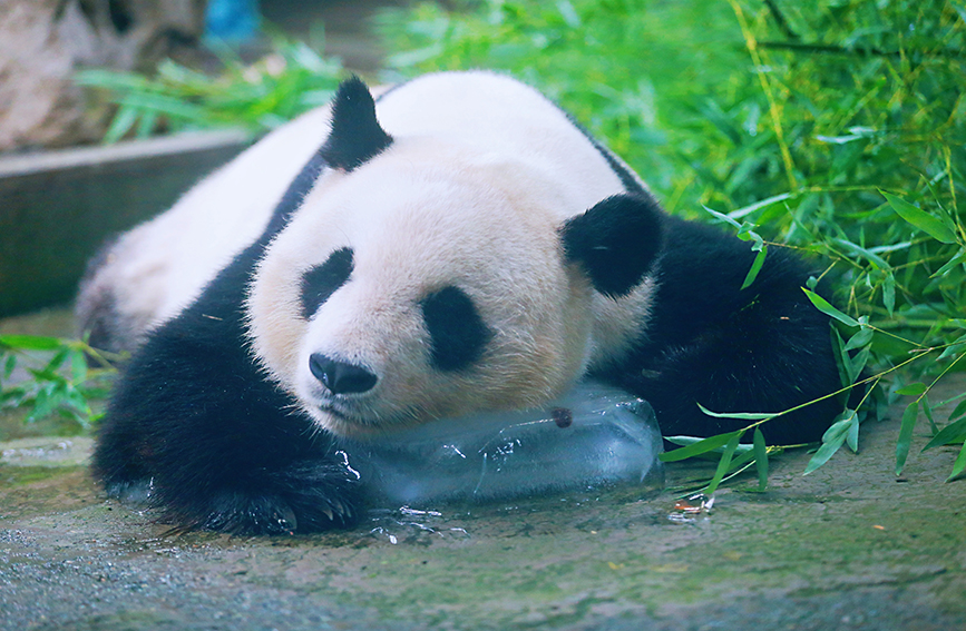 Animals in Tianjin Zoo find ways to beat summer heat