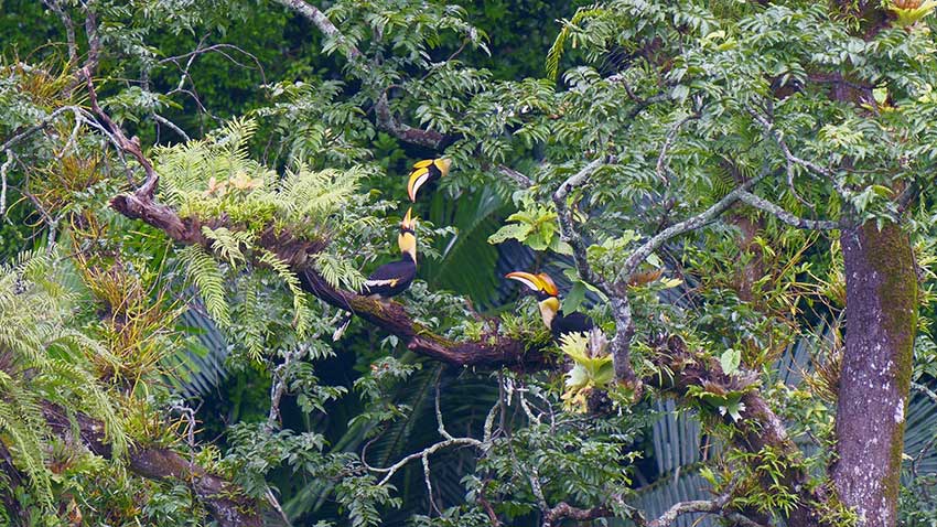 Photographers capture rare footage of great hornbill family in SW China’s Yunnan