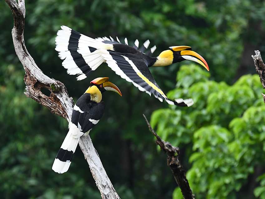 Photographers capture rare footage of great hornbill family in SW China’s Yunnan