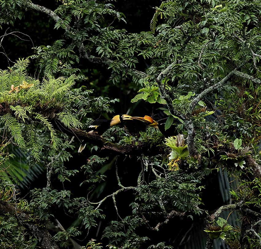 Photographers capture rare footage of great hornbill family in SW China’s Yunnan