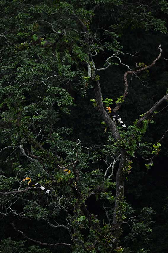 Photographers capture rare footage of great hornbill family in SW China’s Yunnan