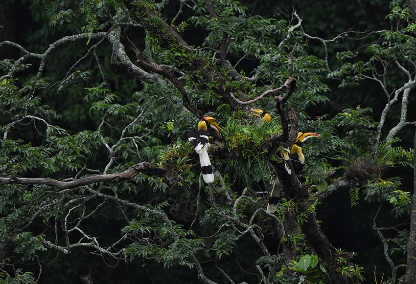 Photographers capture rare footage of great hornbill family in SW China’s Yunnan