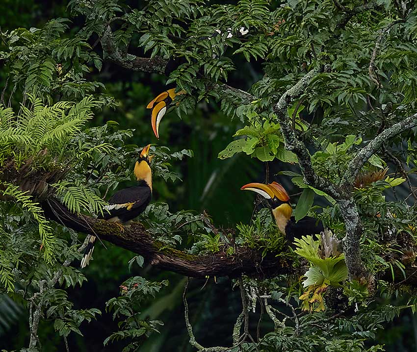 Photographers capture rare footage of great hornbill family in SW China’s Yunnan