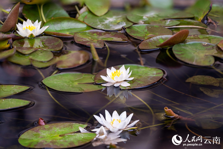 Endangered pygmy water-lilies bloom in SW China’s Yunnan