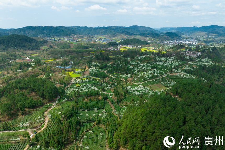 Local villagers in SW China’s Guizhou busy picking tea leaves