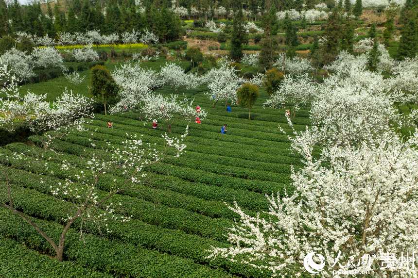 Local villagers in SW China’s Guizhou busy picking tea leaves