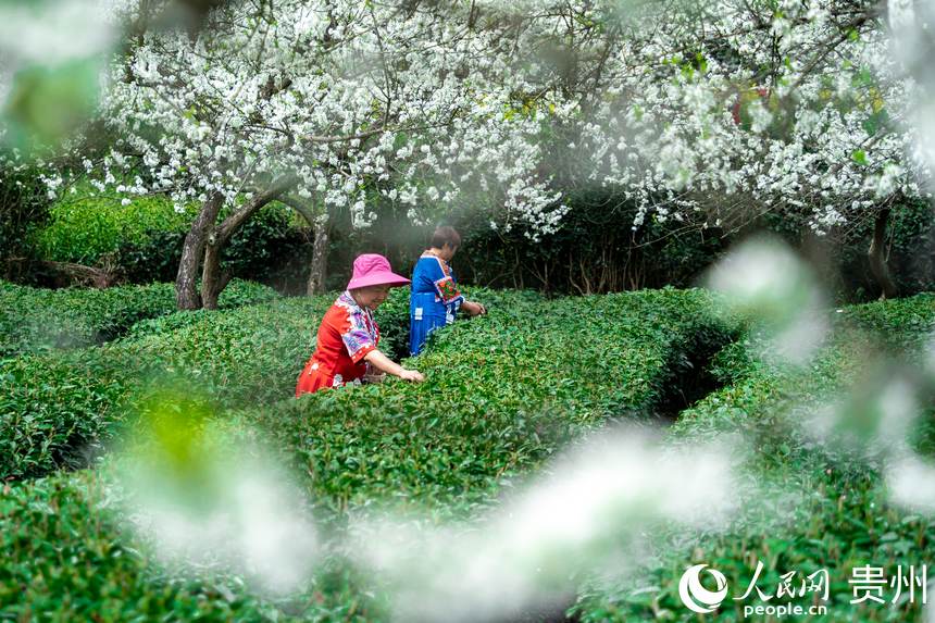 Local villagers in SW China’s Guizhou busy picking tea leaves
