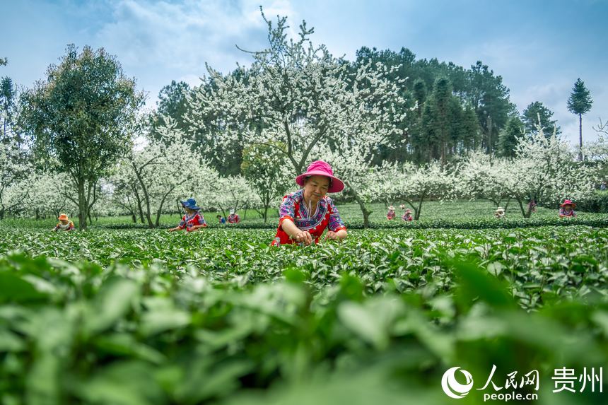 Local villagers in SW China’s Guizhou busy picking tea leaves