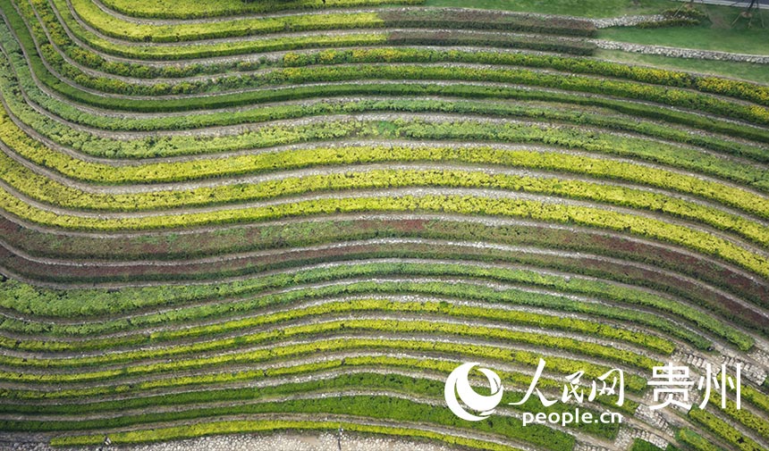 Spectacular terraced fields in SW China’s Guizhou resembling fingerprints
