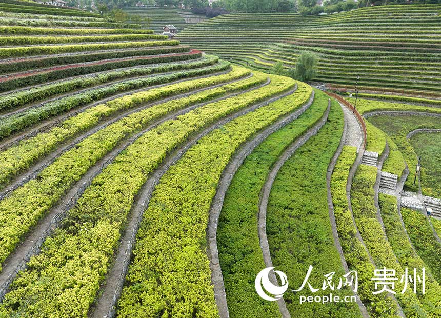 Spectacular terraced fields in SW China’s Guizhou resembling fingerprints