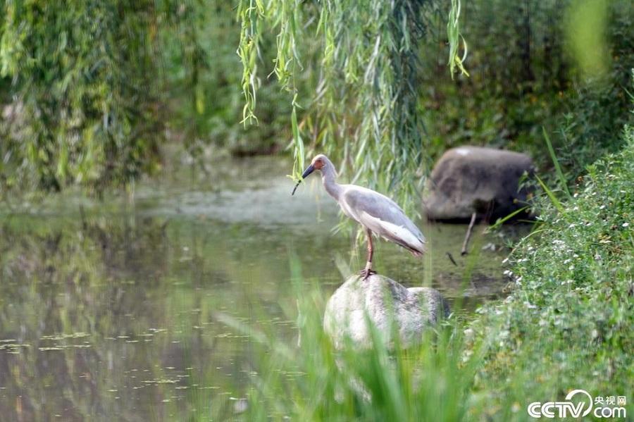 Photo shows a crested ibis in Yangxian county, Hanzhong city, northwest China's Shaanxi Province. (Photo/CCTV.com)