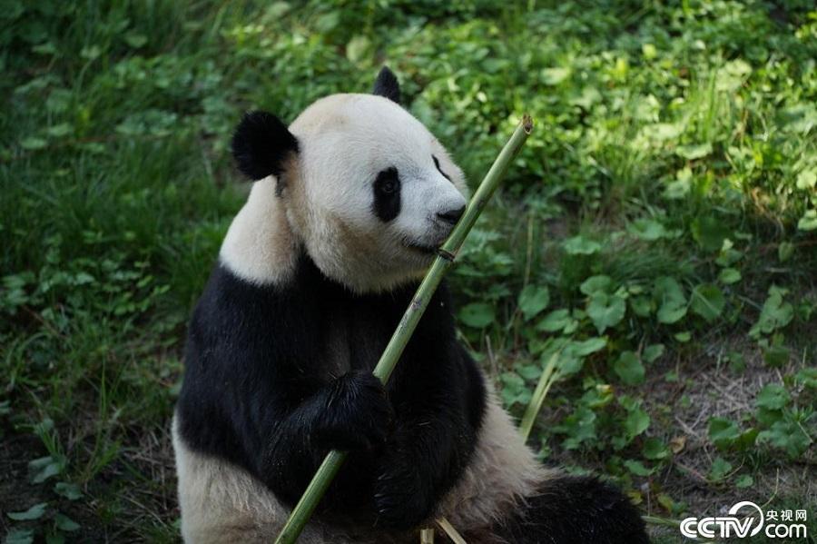 County in NW China’s Shaanxi Province serves as major habitat for several rare, highly-prized animal species