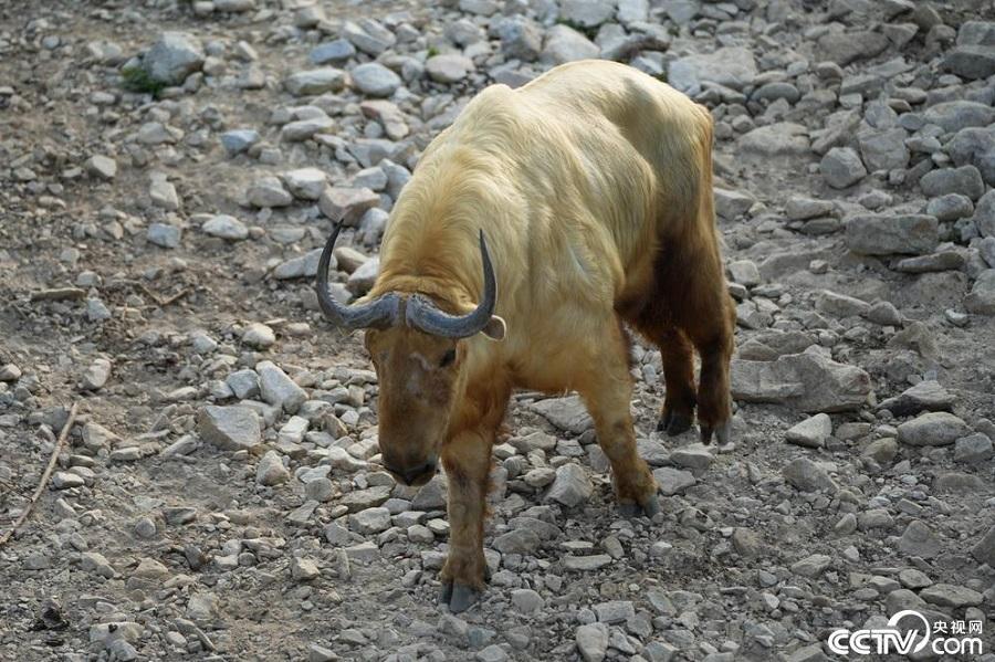 County in NW China’s Shaanxi Province serves as major habitat for several rare, highly-prized animal species