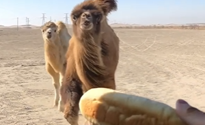 New taste for camels