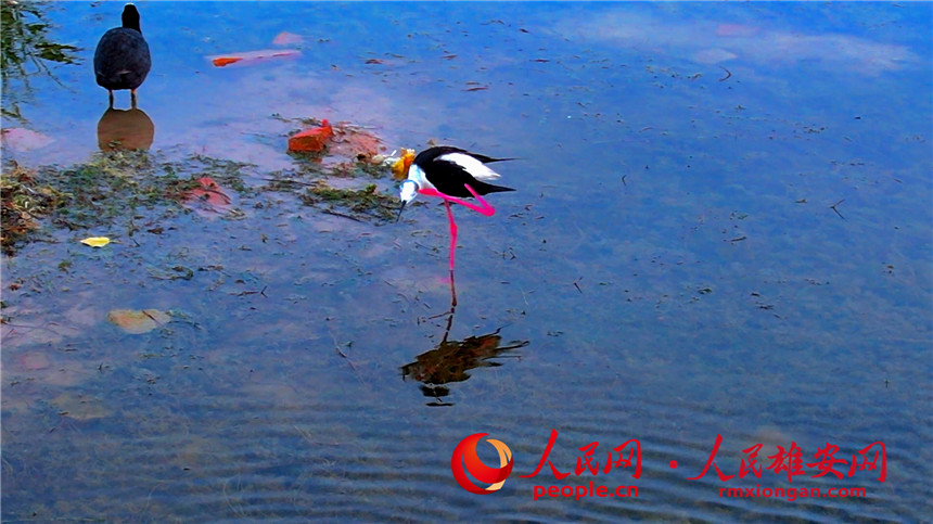 'Supermodel' black-winged stilt strolls in Baiyangdian Lake in Xiong'an New Area