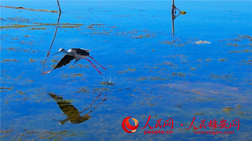 'Supermodel' black-winged stilt strolls in Baiyangdian Lake in Xiong'an New Area