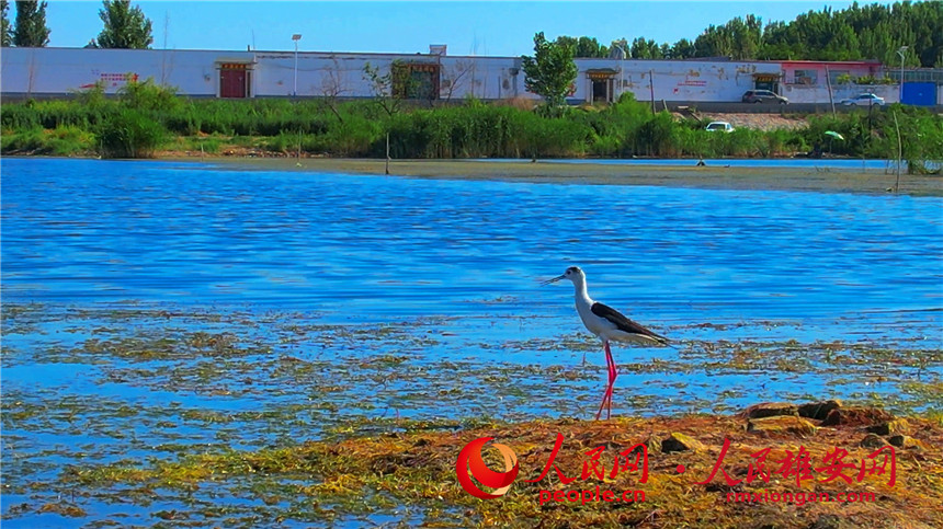 'Supermodel' black-winged stilt strolls in Baiyangdian Lake in Xiong'an New Area