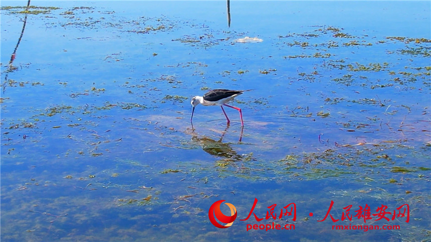 'Supermodel' black-winged stilt strolls in Baiyangdian Lake in Xiong'an New Area