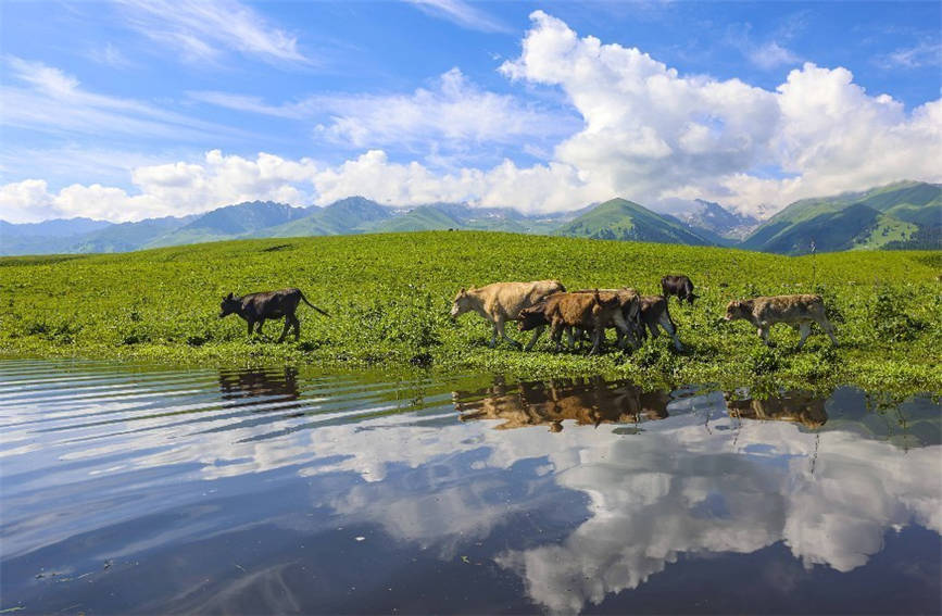 Breathtaking views of grassland in NW China’s Xinjiang