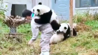 How clingy can a panda be?