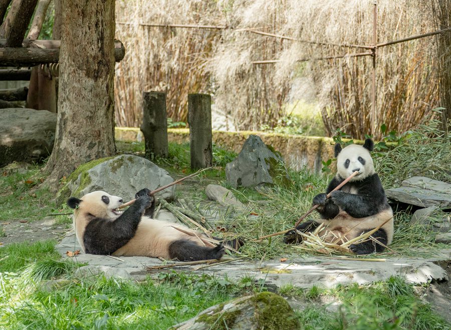 In pics: Giant pandas’ happy life in Wenchuan, SW China’s Sichuan