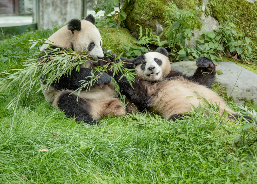 In pics: Giant pandas’ happy life in Wenchuan, SW China’s Sichuan