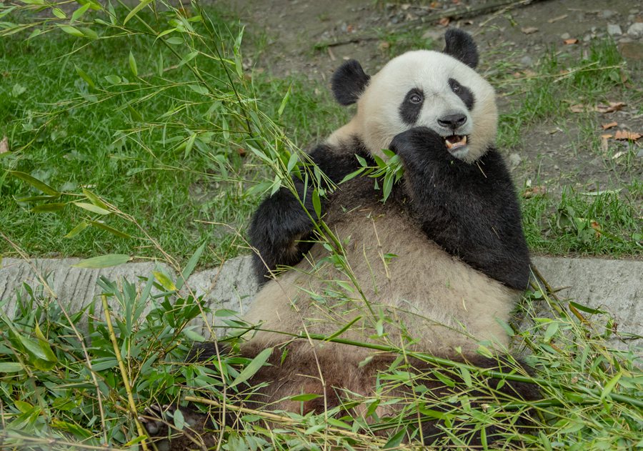 In pics: Giant pandas’ happy life in Wenchuan, SW China’s Sichuan