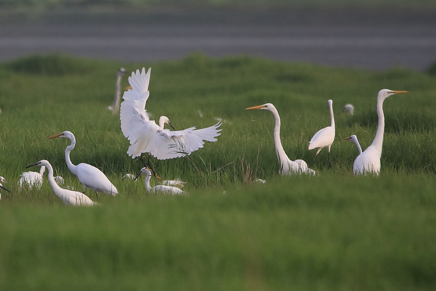In pics: Flock of egrets spotted at Yellow River wetland in north China’s Shanxi