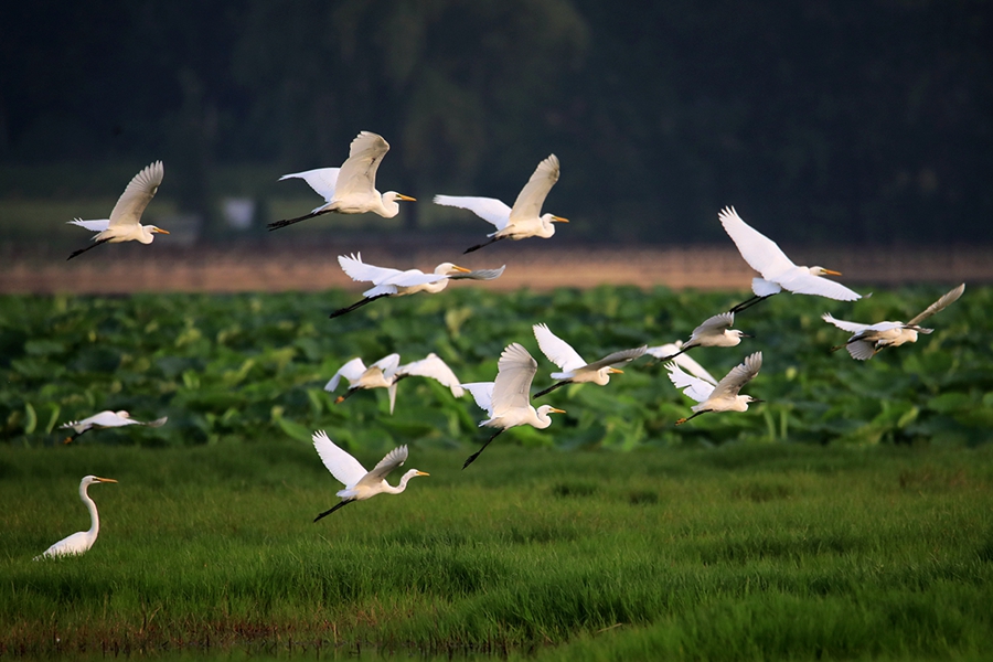 In pics: Flock of egrets spotted at Yellow River wetland in north China’s Shanxi