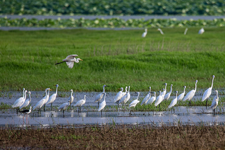 In pics: Flock of egrets spotted at Yellow River wetland in north China’s Shanxi