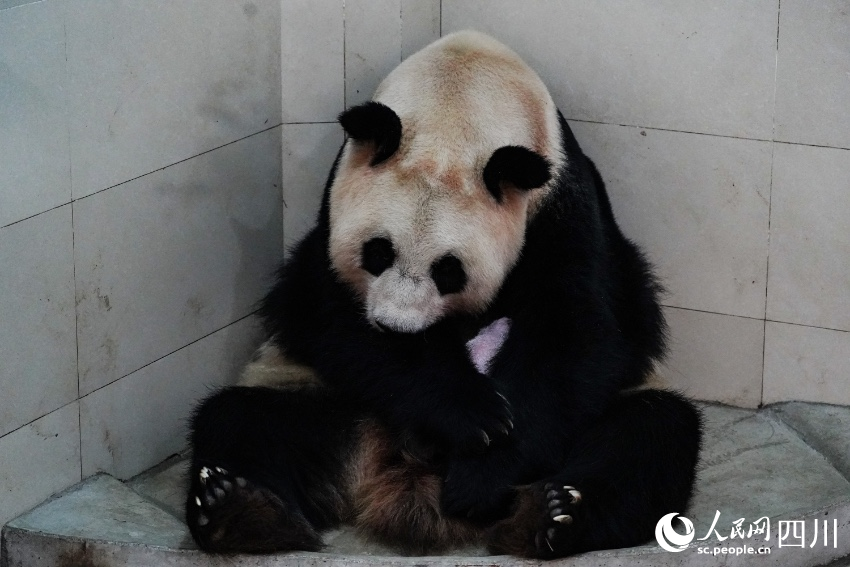 Giant panda gives birth to world’s heaviest captive panda cub in SW China’s Sichuan