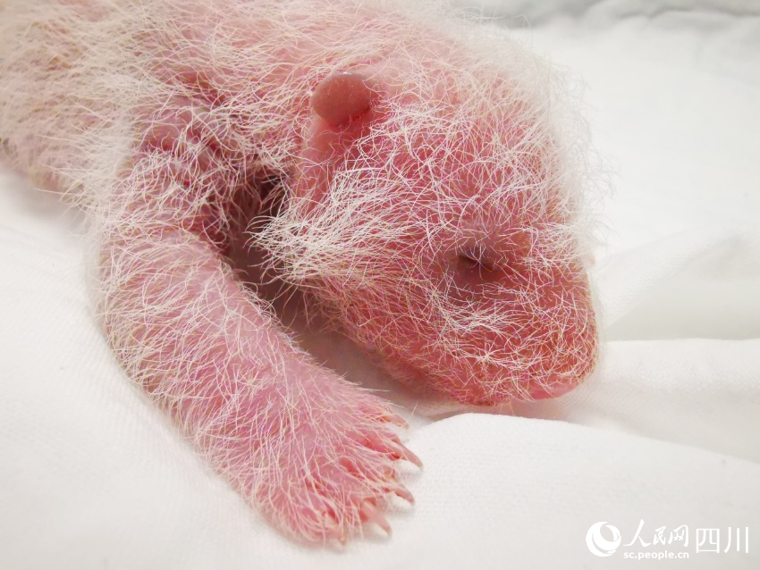 Giant panda gives birth to world’s heaviest captive panda cub in SW China’s Sichuan