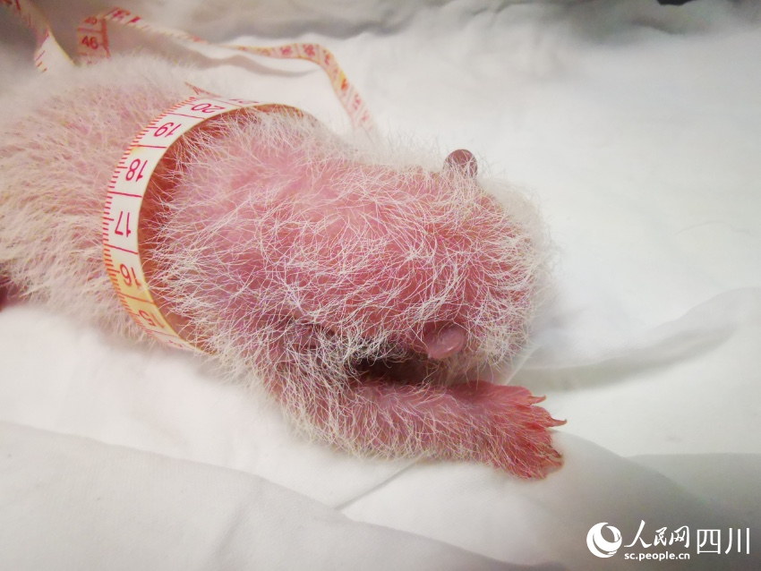 Giant panda gives birth to world’s heaviest captive panda cub in SW China’s Sichuan