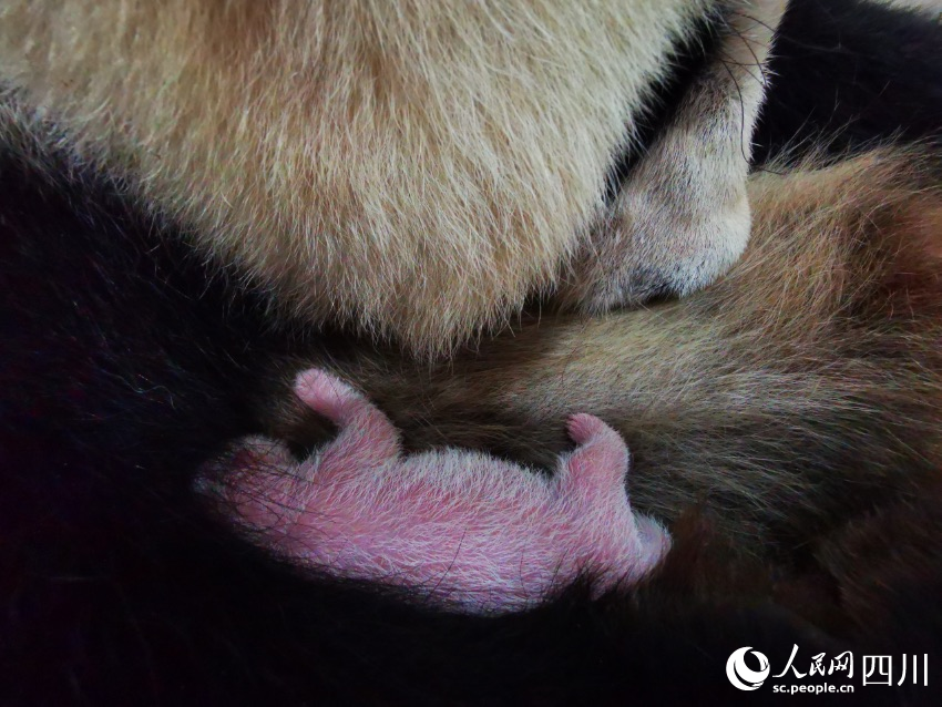 Giant panda gives birth to world’s heaviest captive panda cub in SW China’s Sichuan