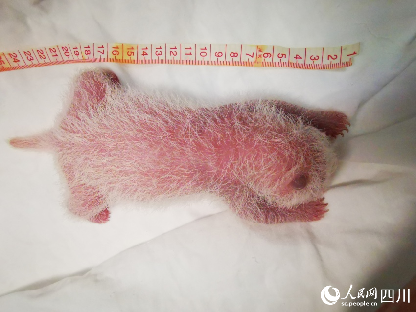 Giant panda gives birth to world’s heaviest captive panda cub in SW China’s Sichuan