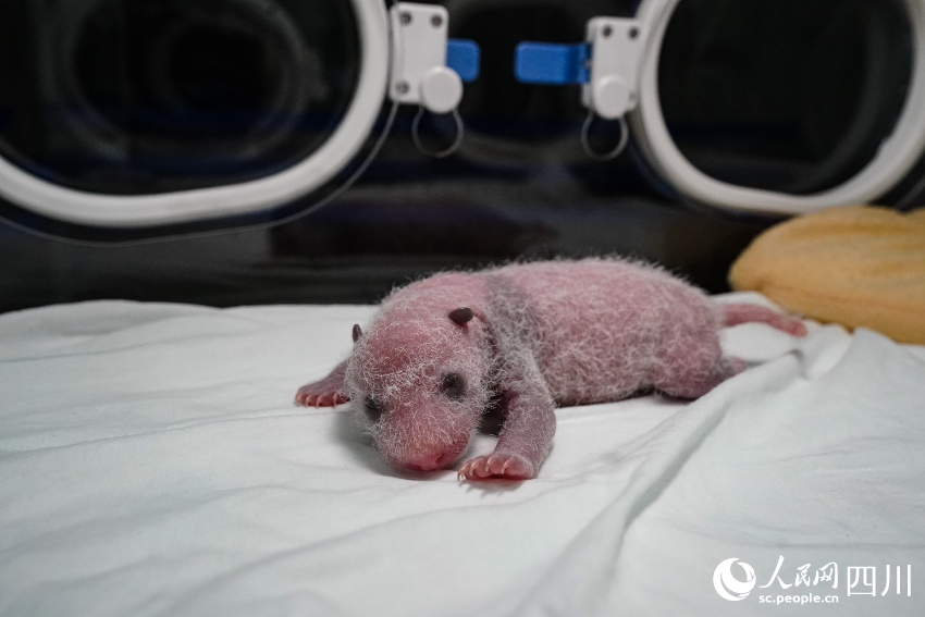 In pics: Say hello to panda cubs born in SW China’s Sichuan during Year of the Tiger