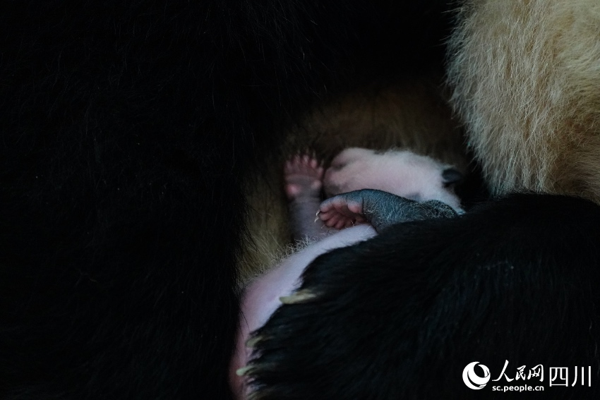 In pics: Say hello to panda cubs born in SW China’s Sichuan during Year of the Tiger