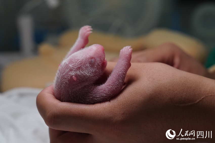 In pics: Say hello to panda cubs born in SW China’s Sichuan during Year of the Tiger