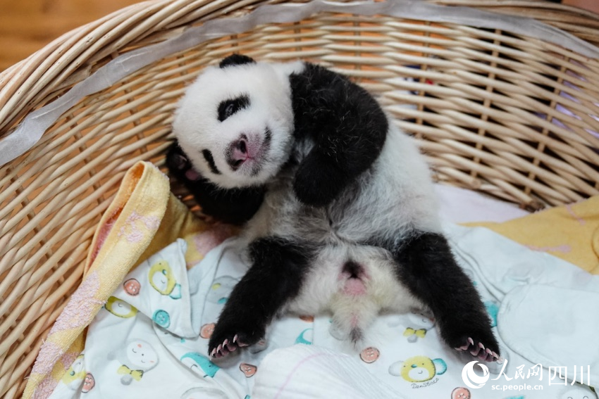 In pics: Say hello to panda cubs born in SW China’s Sichuan during Year of the Tiger