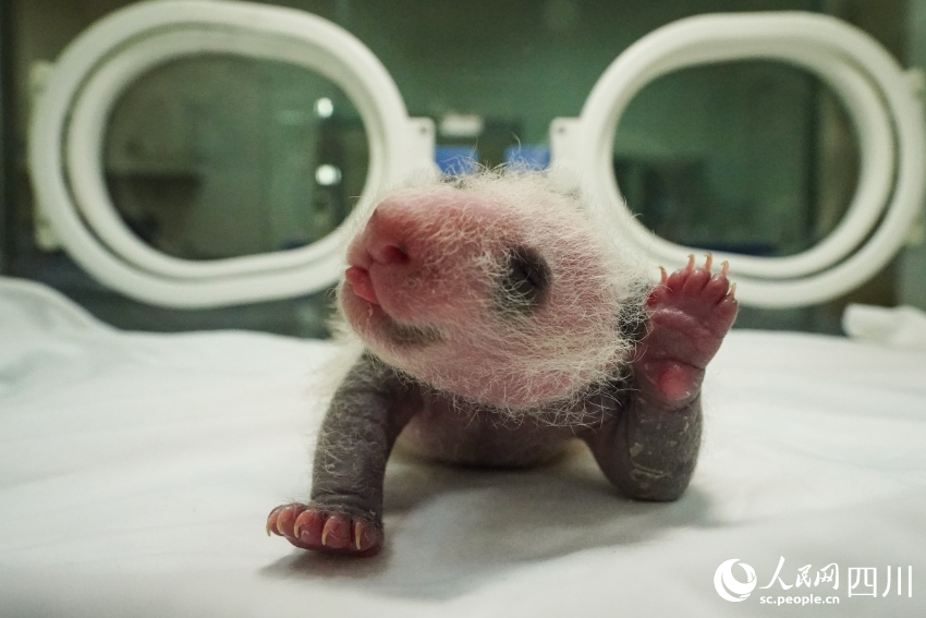 In pics: Say hello to panda cubs born in SW China’s Sichuan during Year of the Tiger