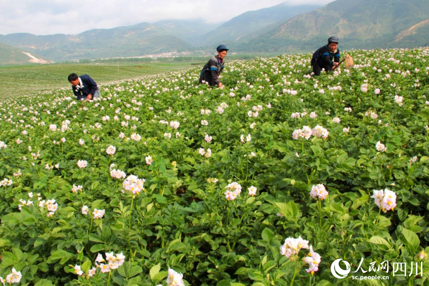 Butuo county in SW China’s Sichuan brings prosperity to local people after taking advantage of rich cultural, agricultural resources