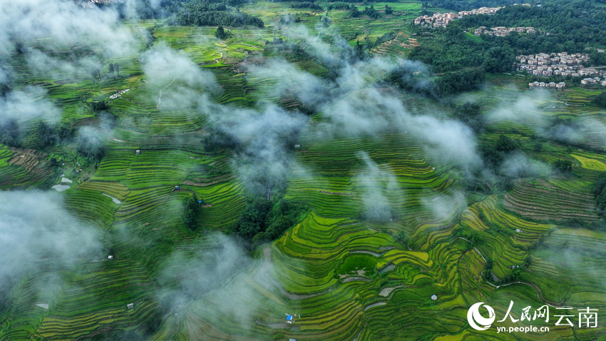 Thousand-year-old terraced fields appear like emeralds dotting mountains in SW China's Yunnan