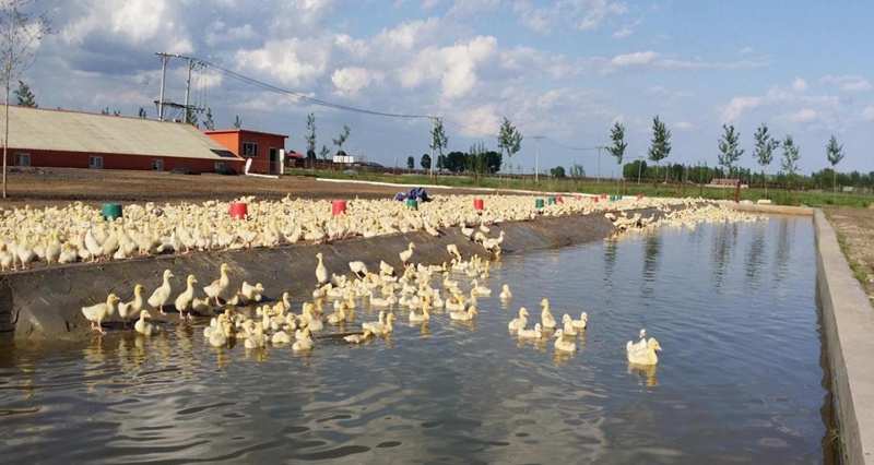 In pics: White-goose industry prospers in county of NE China's Heilongjiang