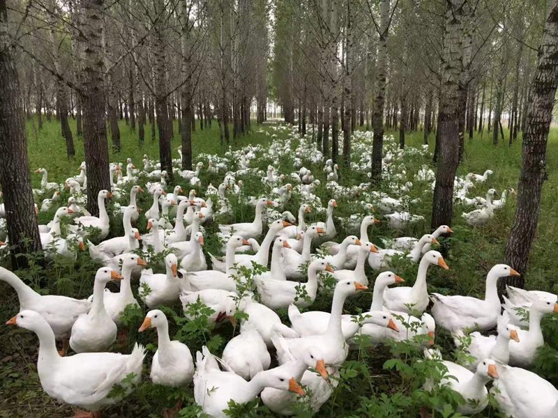 In pics: White-goose industry prospers in county of NE China's Heilongjiang
