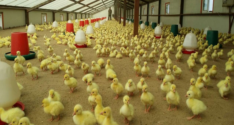 In pics: White-goose industry prospers in county of NE China's Heilongjiang