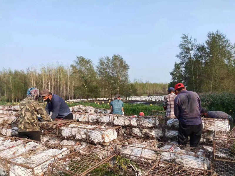In pics: White-goose industry prospers in county of NE China's Heilongjiang