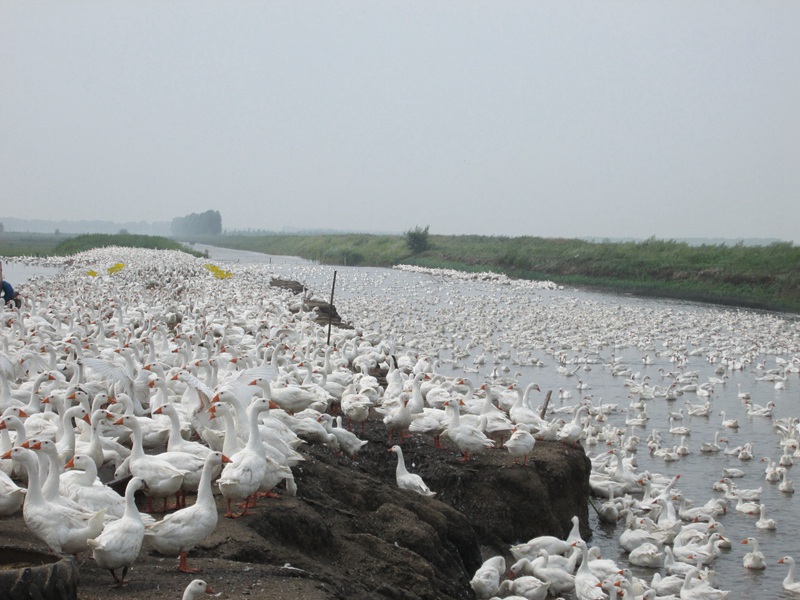 In pics: White-goose industry prospers in county of NE China's Heilongjiang