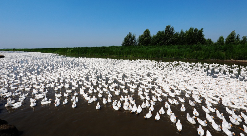 In pics: White-goose industry prospers in county of NE China's Heilongjiang